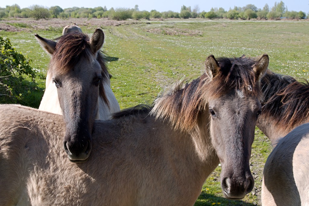 slikken van de heen natuurgebied natuur hdr Konikspaarden Uitkijktoren schotse hooglanders natuurmonumenten wisenten